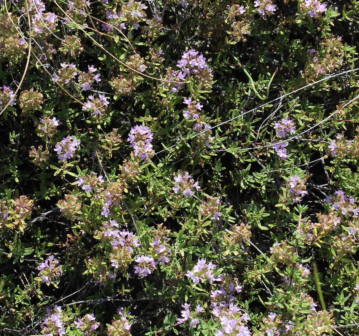 Изображение особи Thymus calcareus.