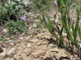 Polygala sosnowskyi