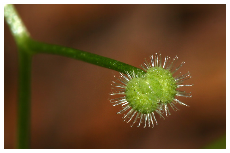 Изображение особи Galium triflorum.