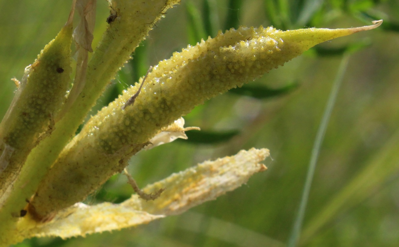 Image of Oxytropis muricata specimen.