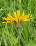 Crepis lyrata