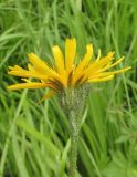 Crepis lyrata. Верхушка побега с соцветием. Алтай, Онгудайский р-н, пер. Семинский, крупнотравный субальпийский луг среди кедрового редколесья. 11 июля 2019 г.