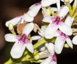 Pseuderanthemum carruthersii