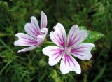 Malva mauritiana