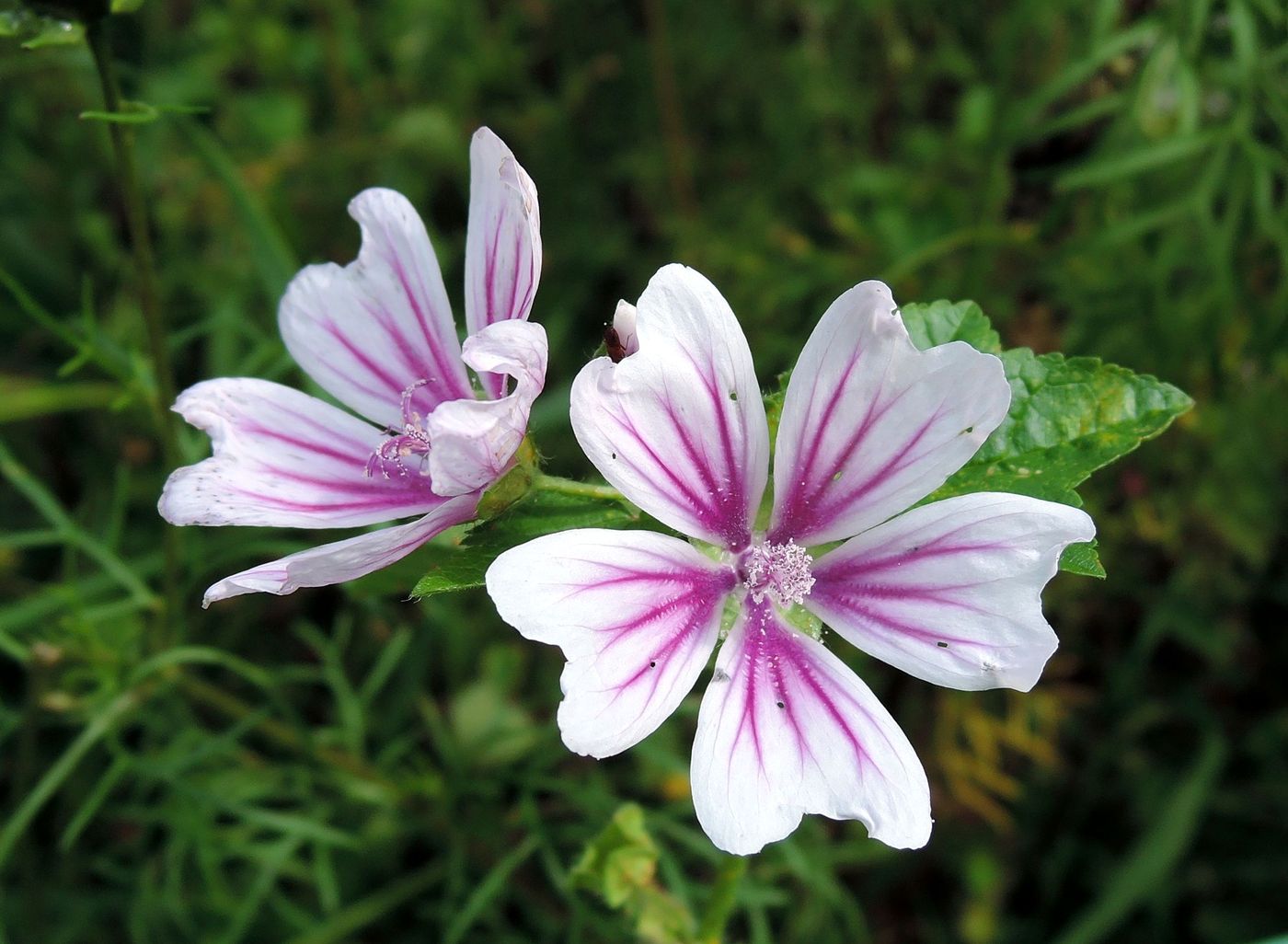 Изображение особи Malva mauritiana.