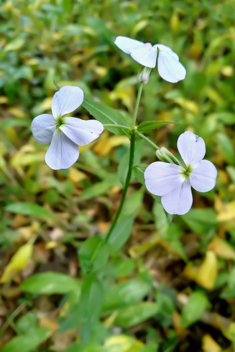 Изображение особи род Hesperis.