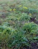 Sisymbrium loeselii. Цветущее растение. Татарстан, Агрызский р-н, с. Красный Бор, огород, сорное. 12.10.2019.