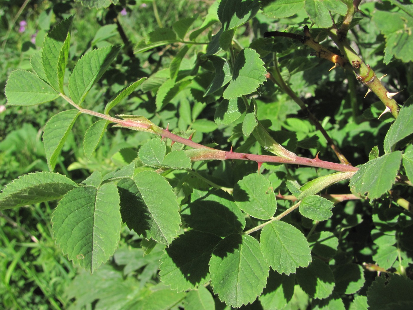 Image of genus Rosa specimen.