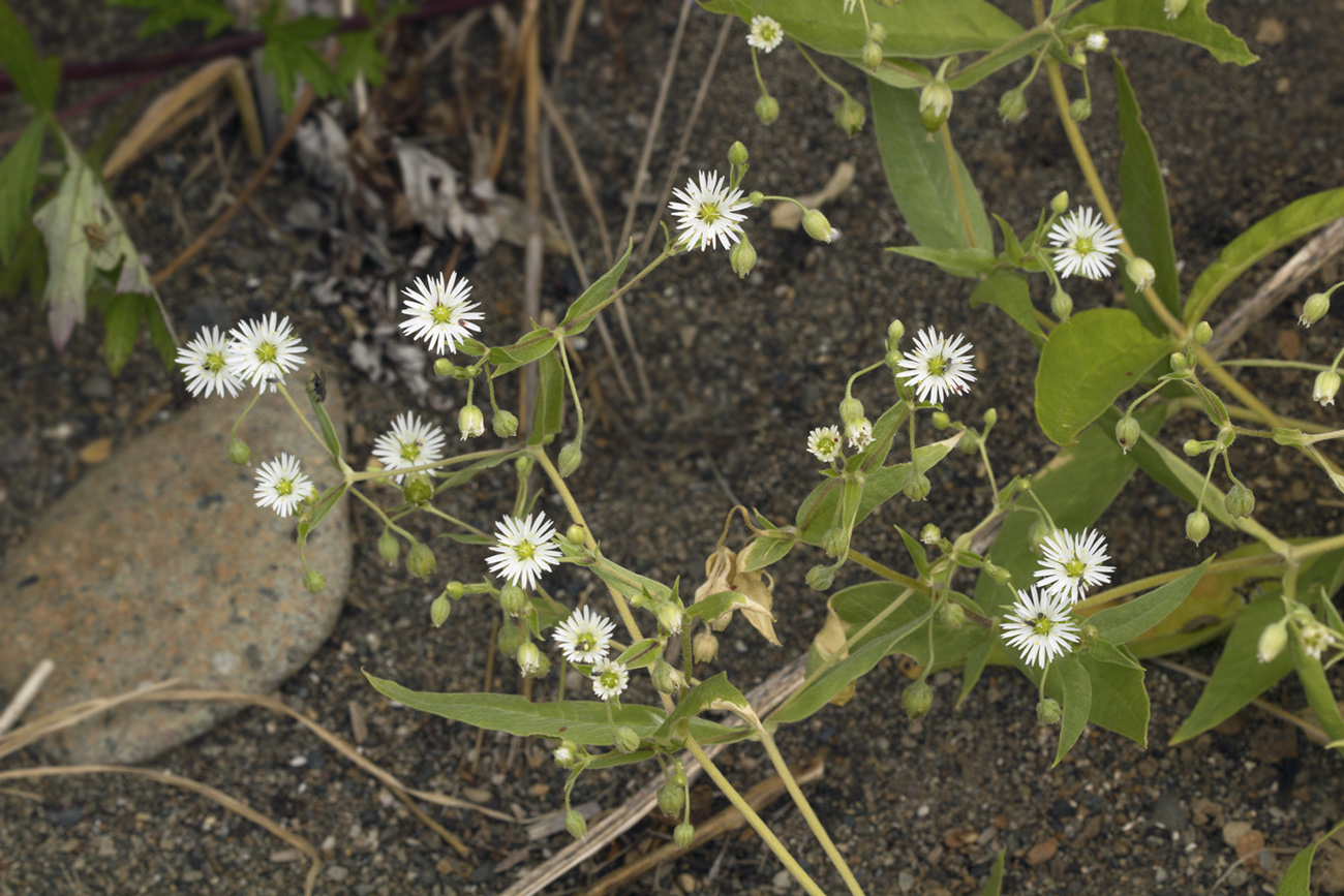 Image of Fimbripetalum radians specimen.