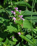 Lamium maculatum. Верхушка цветущего растения. Сербия, национальный парк Тара, плоскогорье Равна Тара, опушка смешанного леса. 08.07.2019.