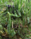 Lycopodium annotinum. Растение со стробилами. Красноярский край, Ермаковский р-н, природный парк \"Ергаки\", урочище Каменный город, хвойный лес. 14.07.2018.