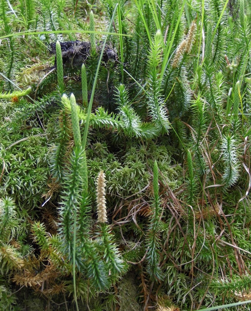 Изображение особи Lycopodium annotinum.