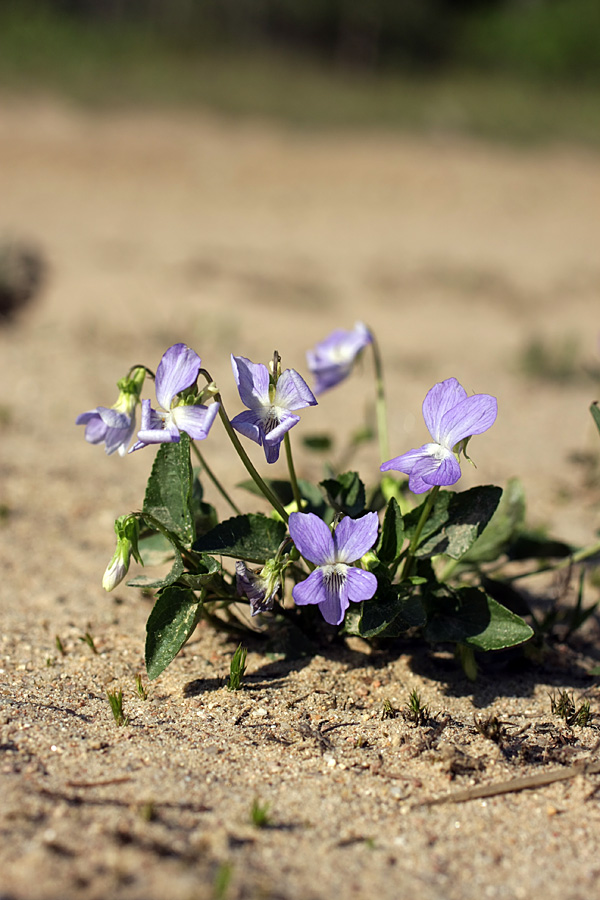 Image of Viola canina specimen.