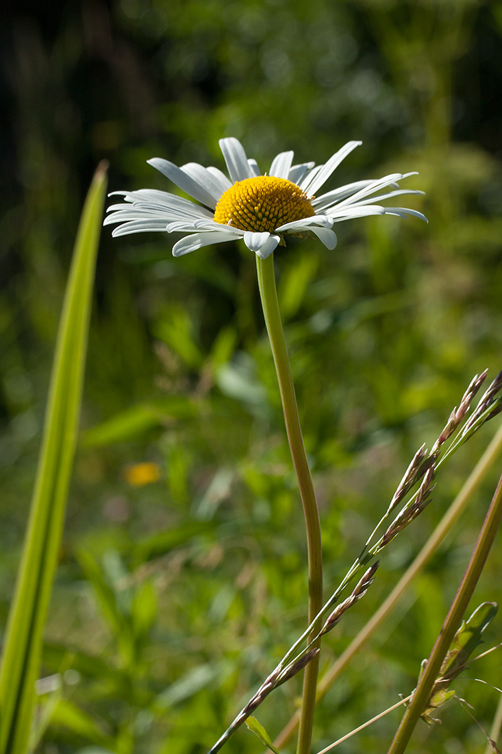 Изображение особи Leucanthemum maximum.