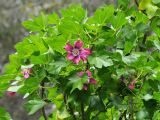 Malva assurgentiflora