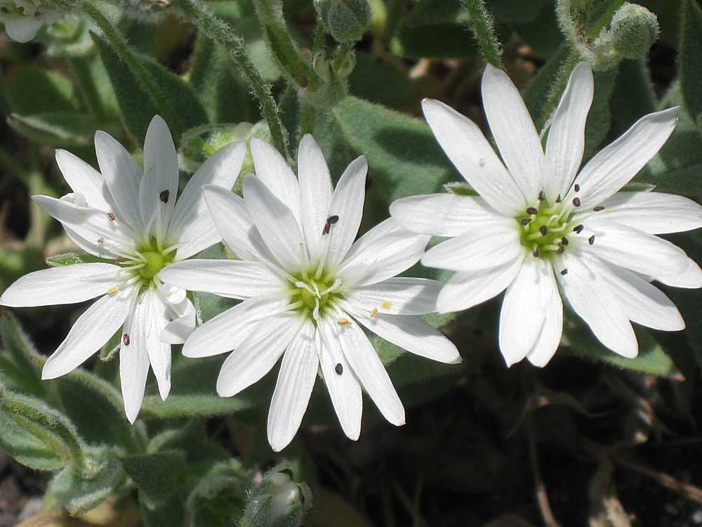 Изображение особи Stellaria eschscholtziana.