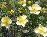 Rosa platyacantha