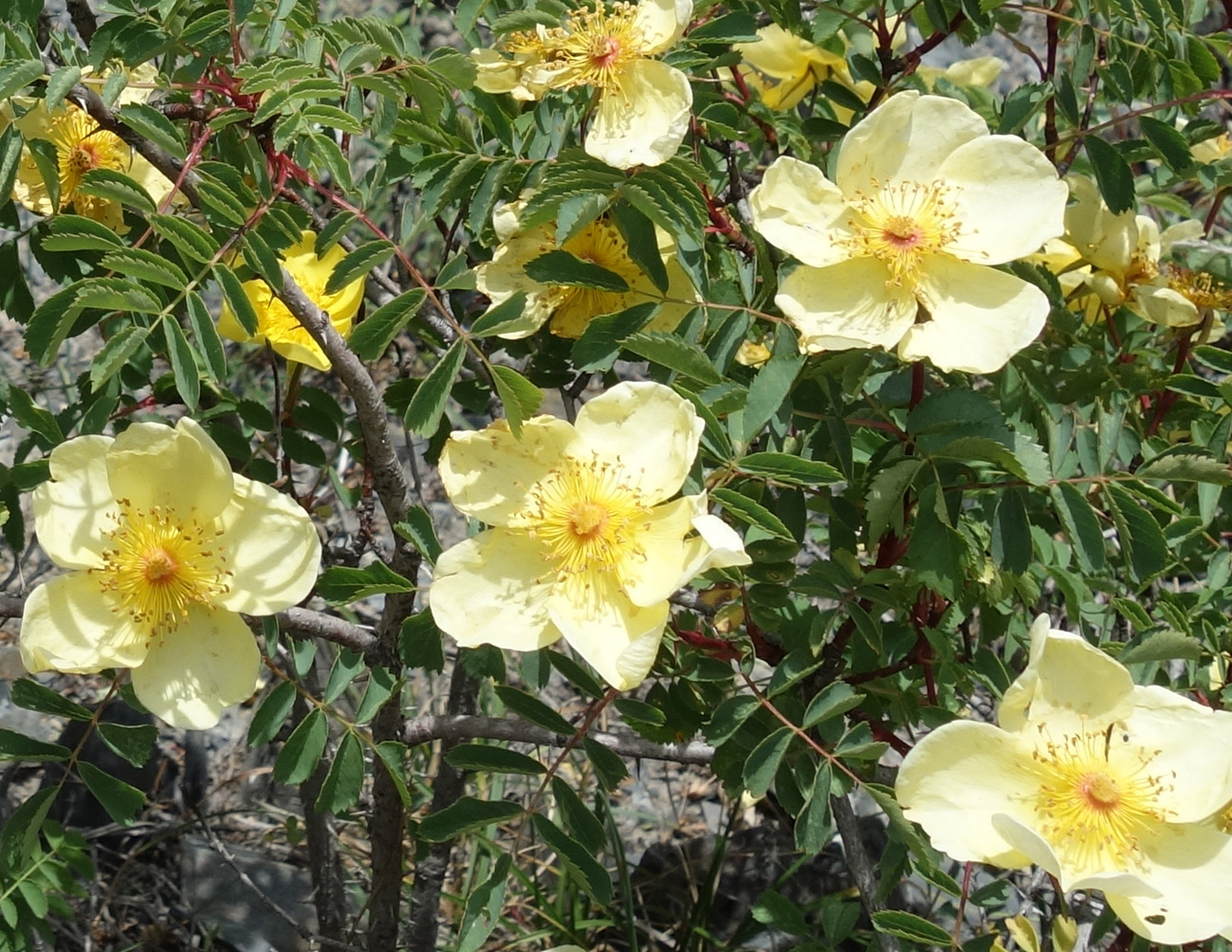 Изображение особи Rosa platyacantha.