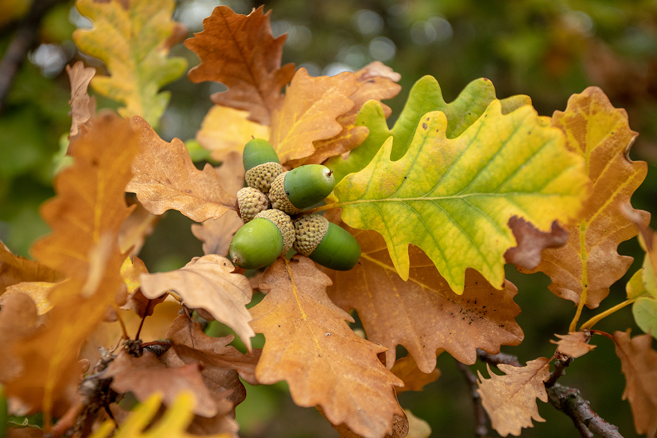 Image of Quercus petraea specimen.