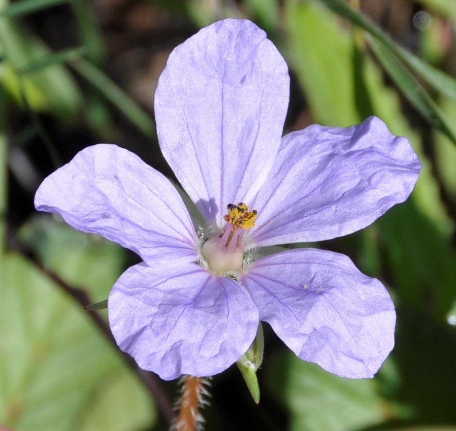 Image of Erodium botrys specimen.
