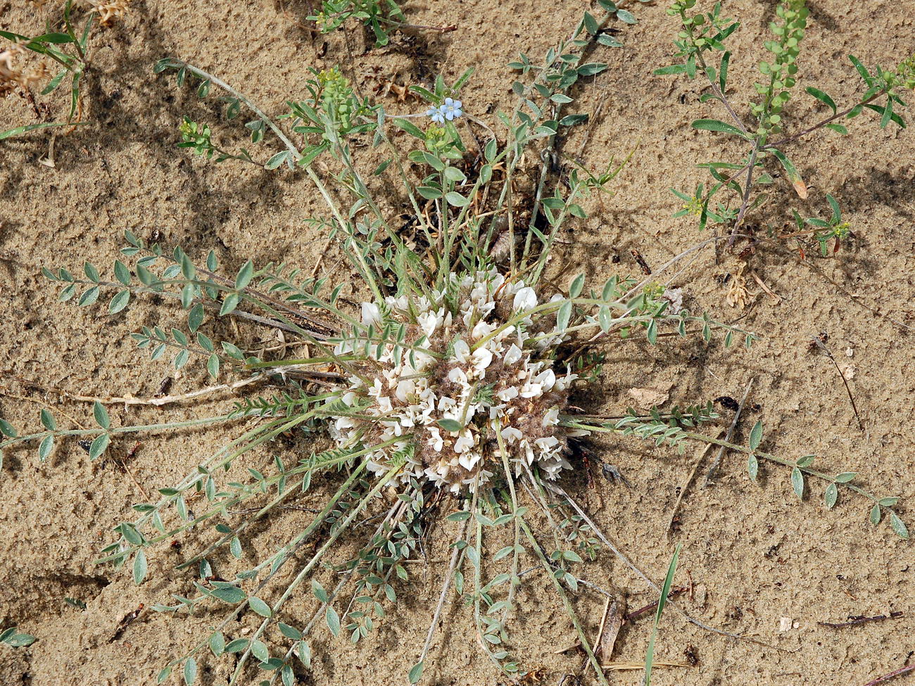 Image of Astragalus scabrisetus specimen.