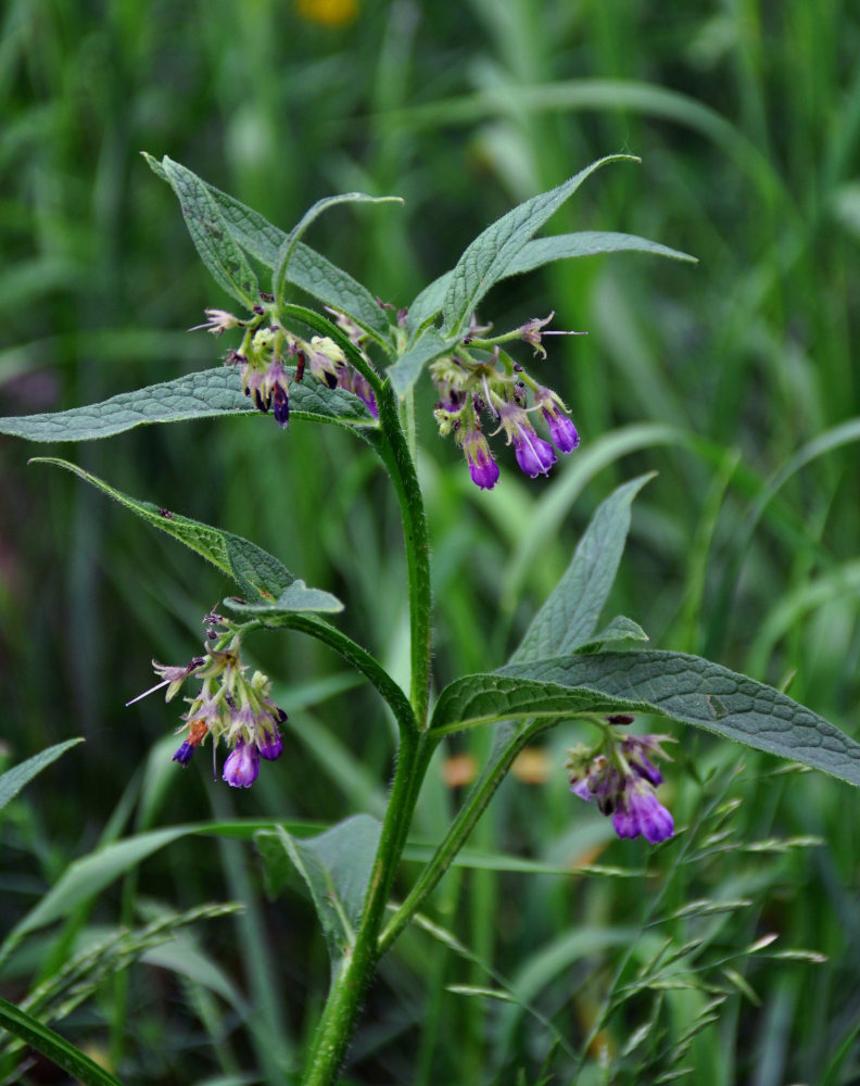 Изображение особи Symphytum officinale.