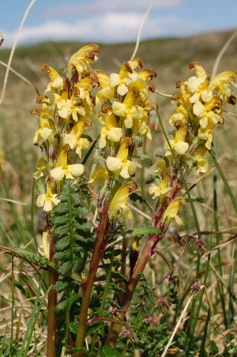 Image of Pedicularis oederi specimen.