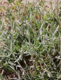 Achillea fragrantissima. Молодые вегетативные побеги. Израиль, окр. г. Арад, дно вади. 04.03.2020.