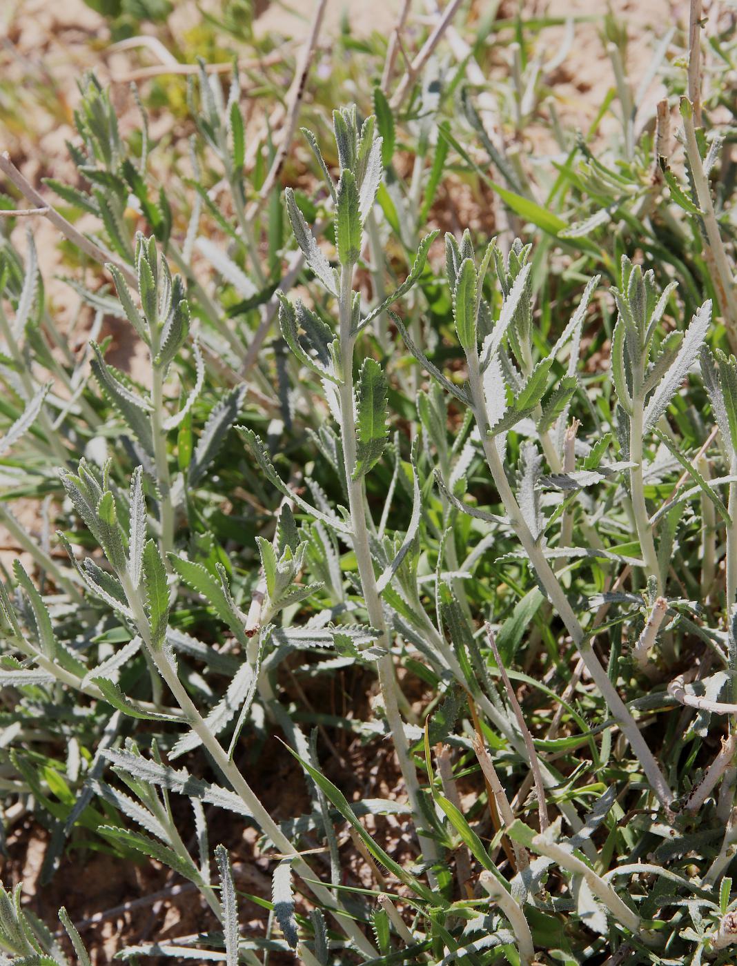 Изображение особи Achillea fragrantissima.