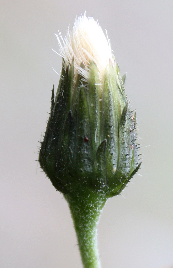 Image of Hieracium dolabratum specimen.