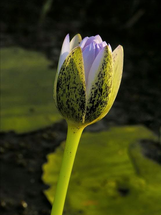 Image of Nymphaea nouchali var. caerulea specimen.