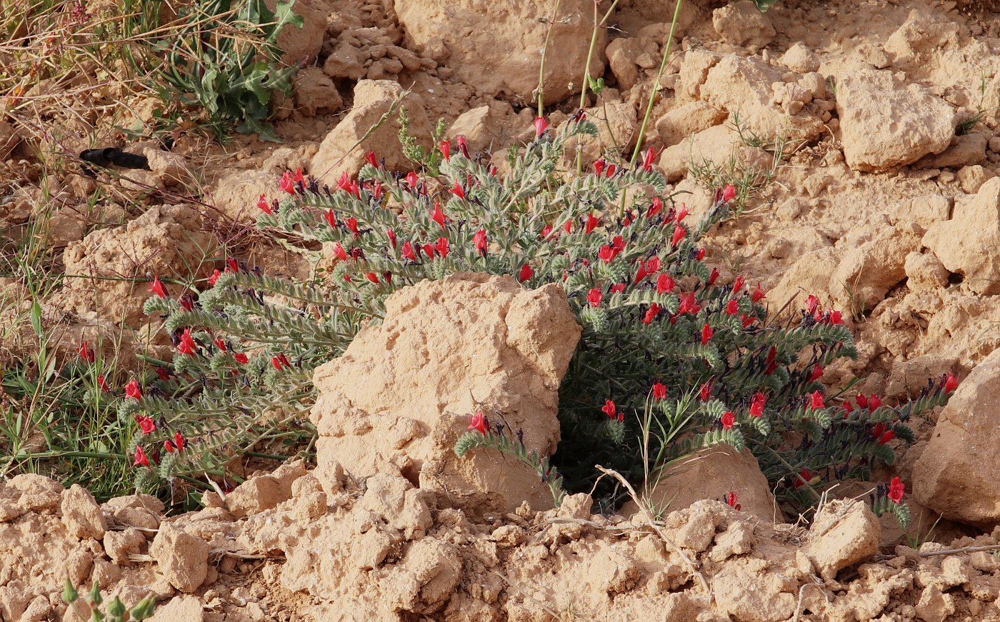 Image of Echium angustifolium specimen.