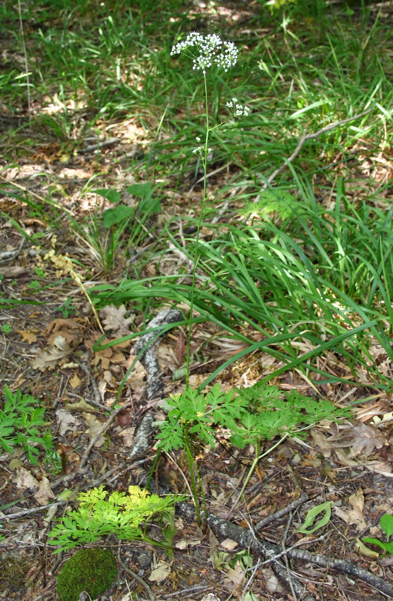 Image of Physospermum cornubiense specimen.