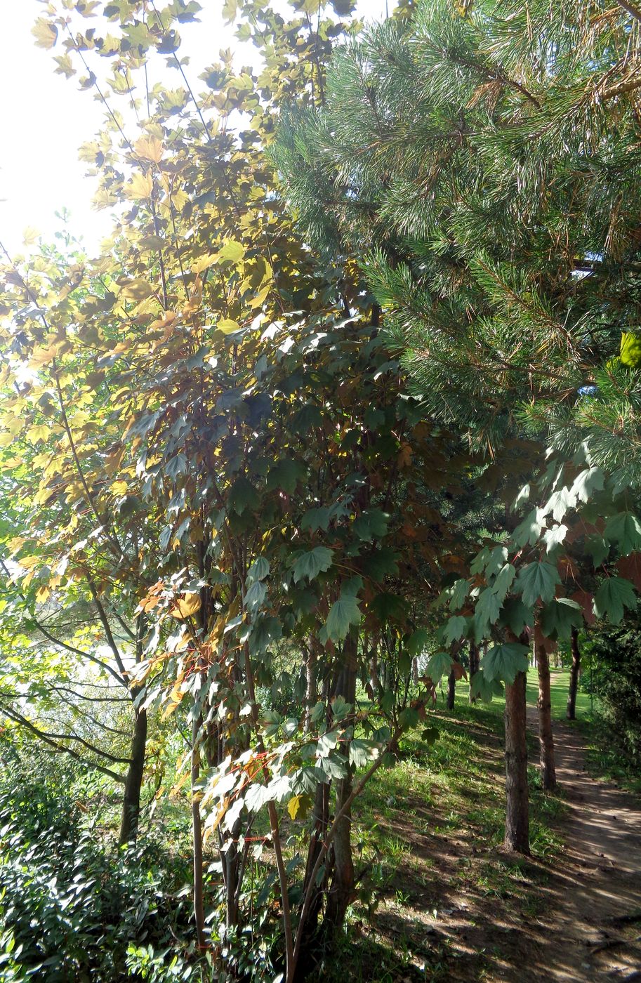 Image of genus Acer specimen.