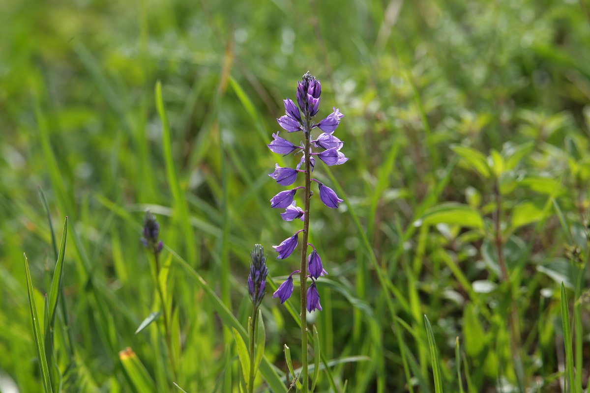 Image of Polygala hybrida specimen.