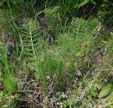 Equisetum telmateia