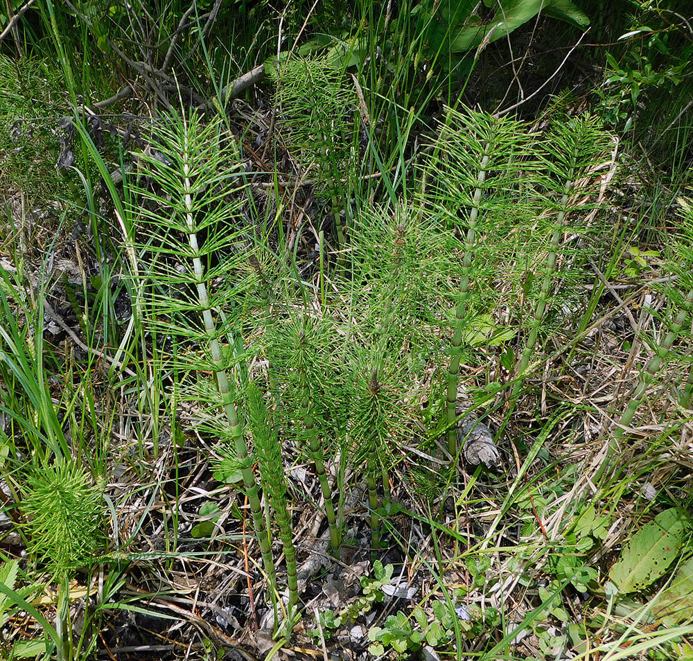 Изображение особи Equisetum telmateia.