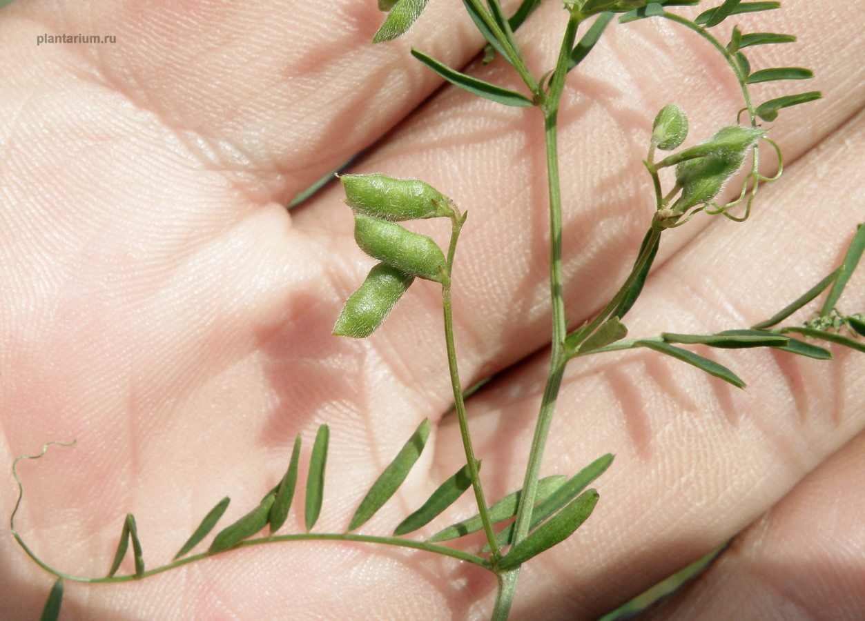 Image of Vicia hirsuta specimen.