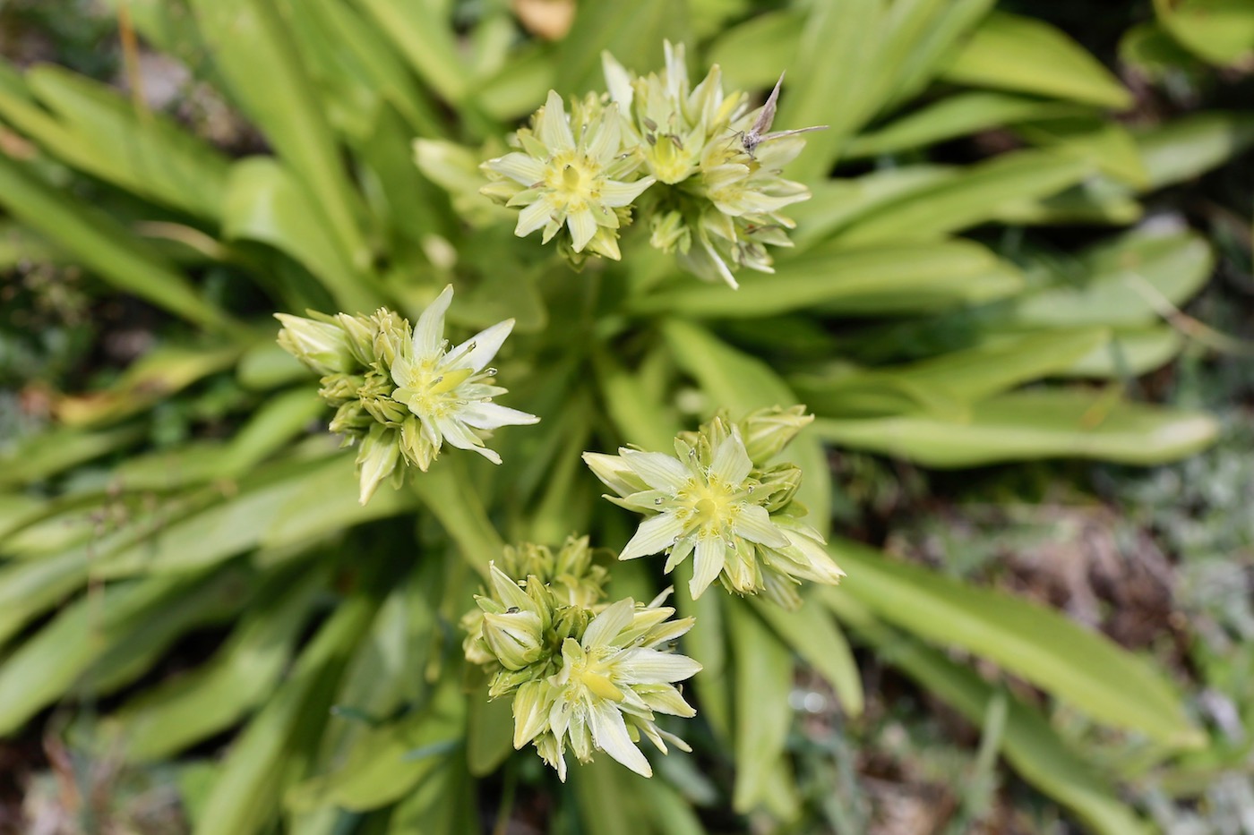 Изображение особи Swertia marginata.