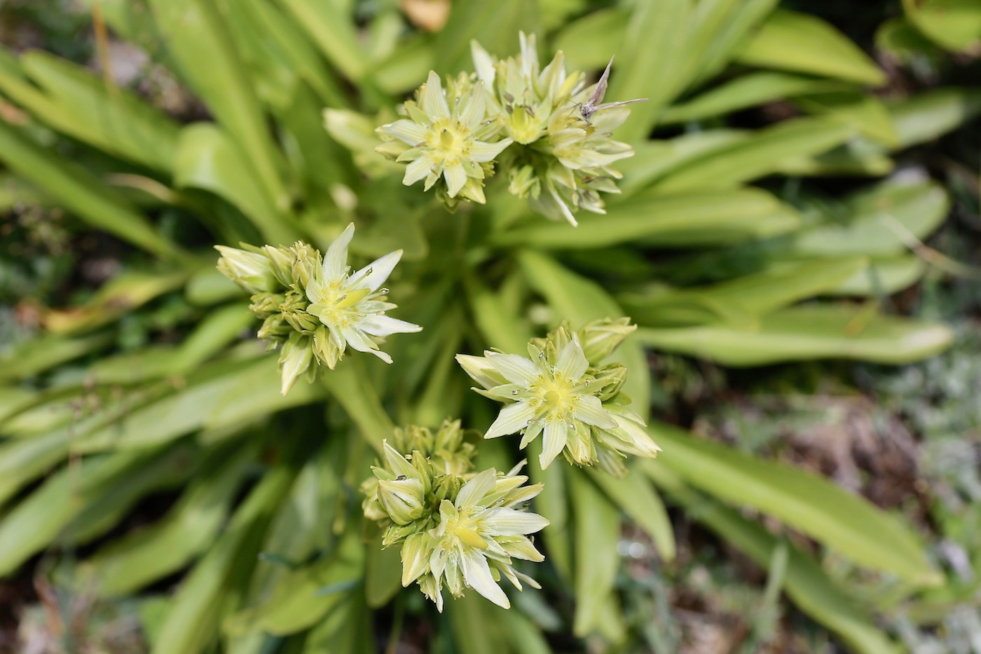 Изображение особи Swertia marginata.