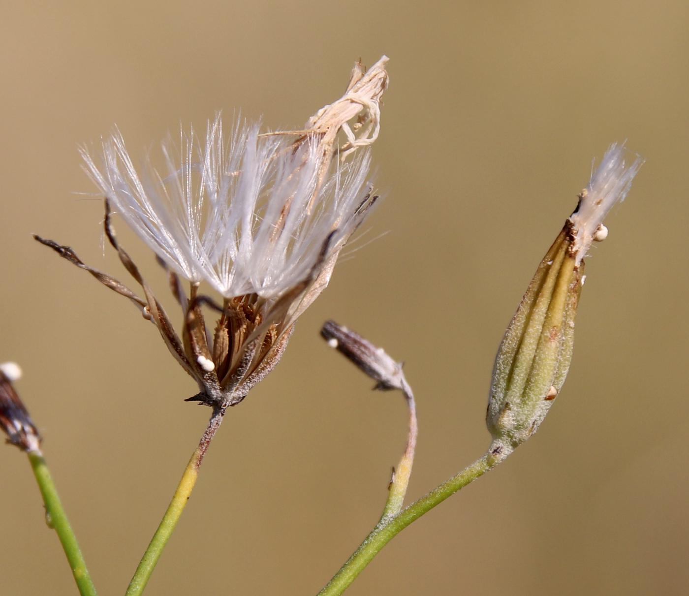 Изображение особи Chondrilla brevirostris.