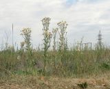 Erigeron podolicus. Плодоносящие растения. Цветущие растения. Краснодарский край, станица Шкуринская, луг на саге. 19.07.2020.