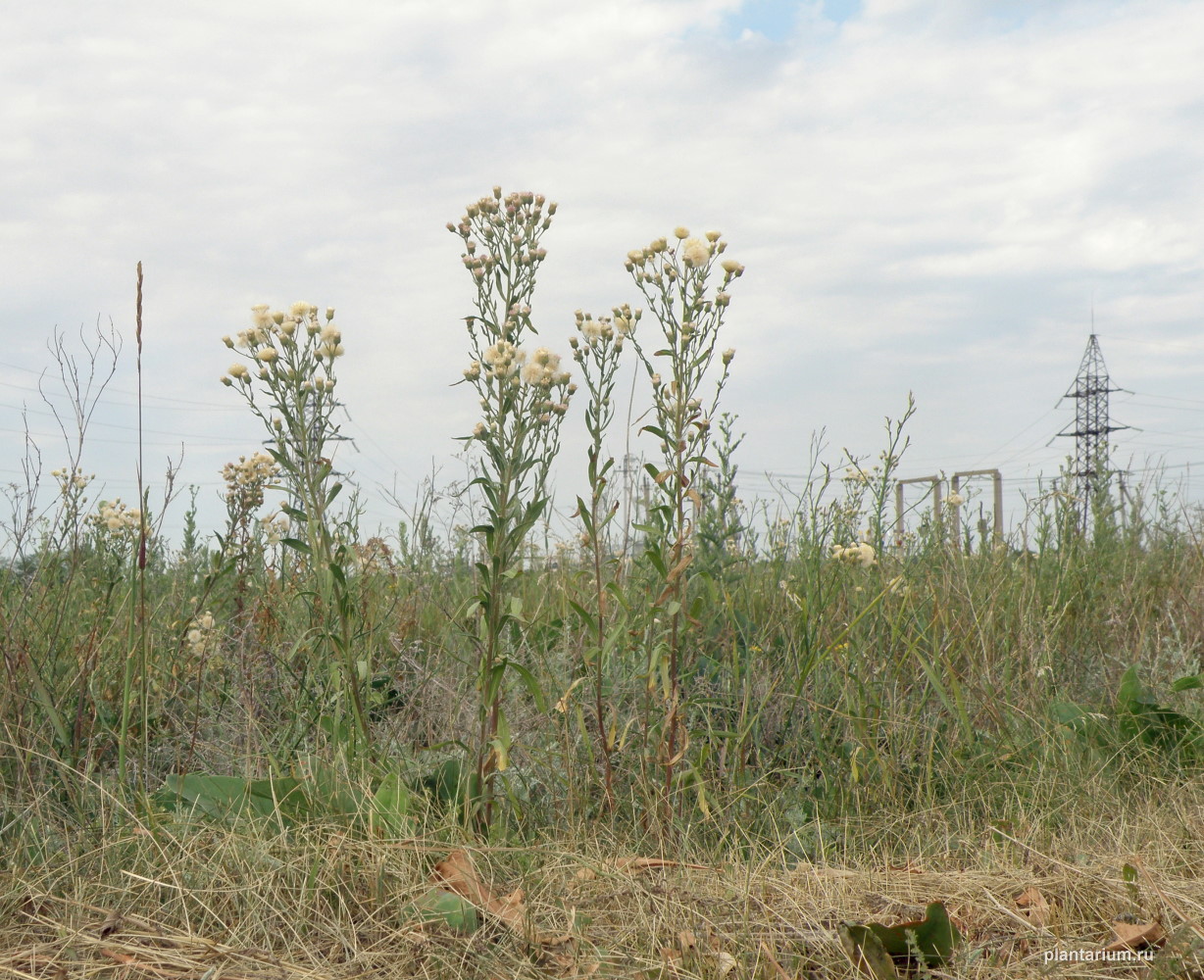 Изображение особи Erigeron podolicus.