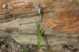 Gentianopsis barbata. Верхушка цветущего растения. Республика Алтай, Ябоганский перевал, небольшой луг. 27.07.2020.