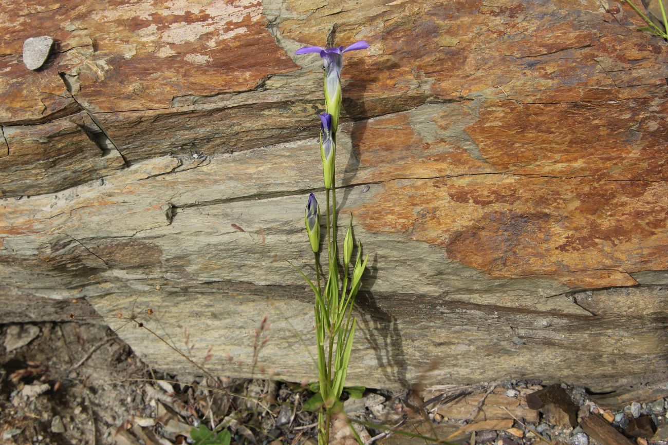 Image of Gentianopsis barbata specimen.