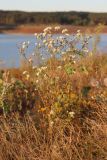 Erigeron annuus. Цветущее растение. Крым, Симферополь, западный берег Симферопольского водохранилища. 24.08.2020.