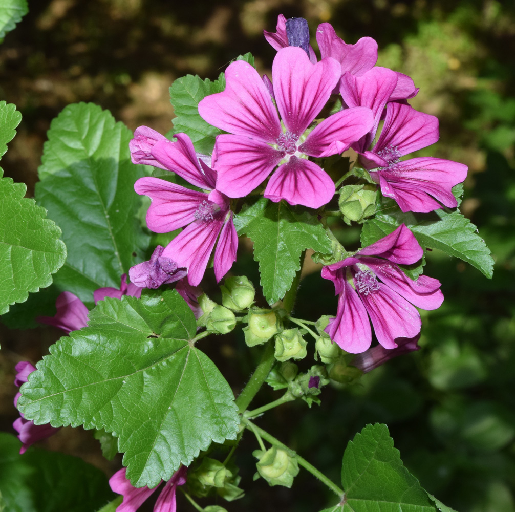 Image of Malva mauritiana specimen.