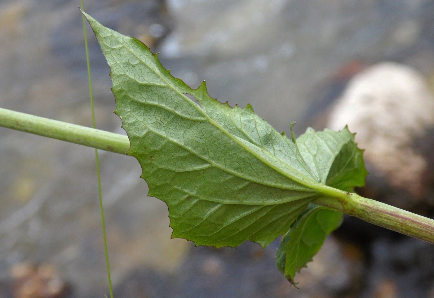 Изображение особи Valeriana alliariifolia.