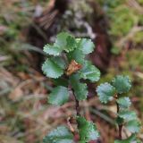 Betula rotundifolia. Верхушка ветви. Республика Алтай, Усть-Коксинский р-н, долина р. Куйгук, окр. водопада Куйгук, на скале, обтёсанной старым ледником. 29 июля 2020 г.