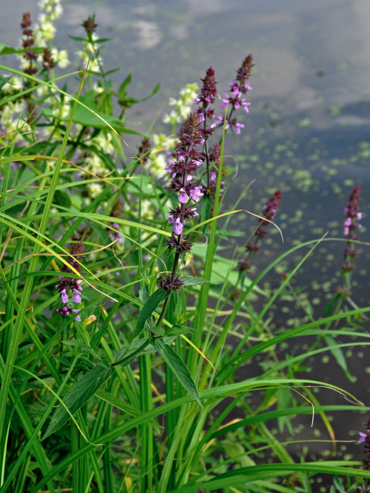 Изображение особи Stachys palustris.